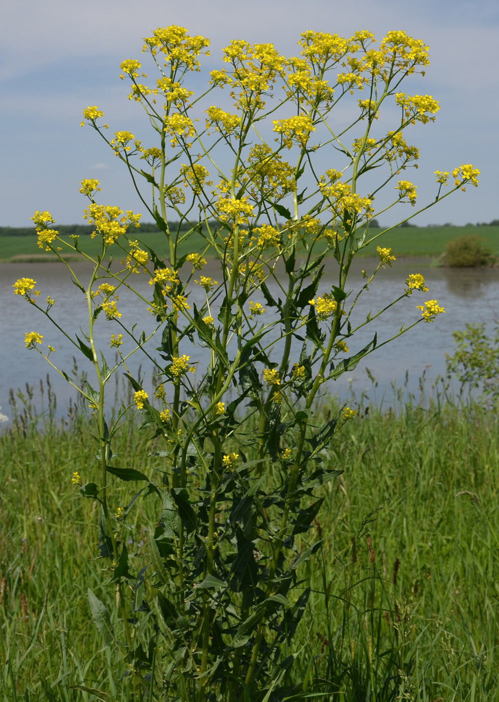 Image of Bunias orientalis specimen.