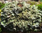 Physconia perisidiosa