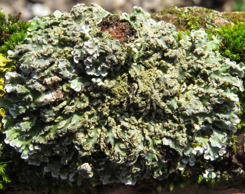 Image of Physconia perisidiosa specimen.