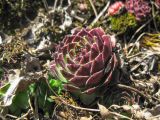 Sempervivum caucasicum. Розетка листьев на камнях. Адыгея, Майкопский р-н, окр. пос. Гузерипль, г. Казачья, открытый каменистый склон Ю экспозиции. 29.03.2017.