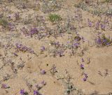 Legousia speculum-veneris