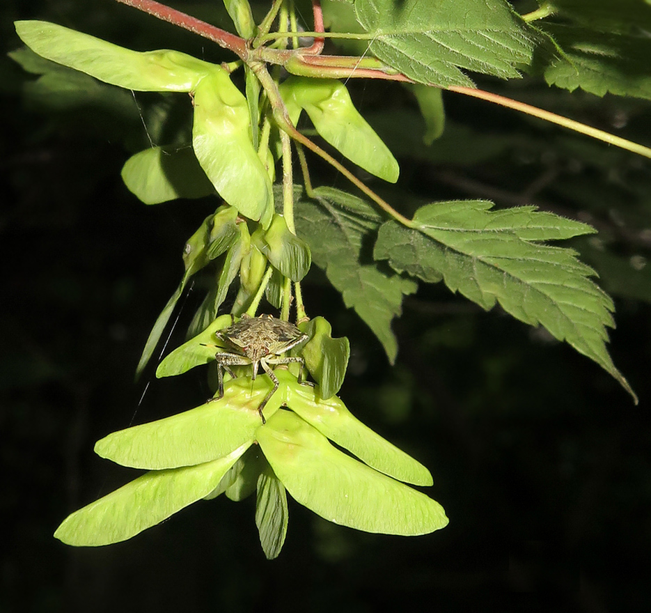 Image of Acer barbinerve specimen.