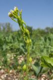 Calepina irregularis