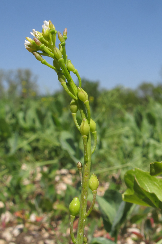 Изображение особи Calepina irregularis.