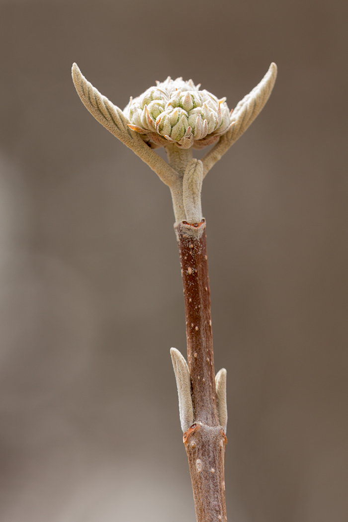 Image of Viburnum lantana specimen.