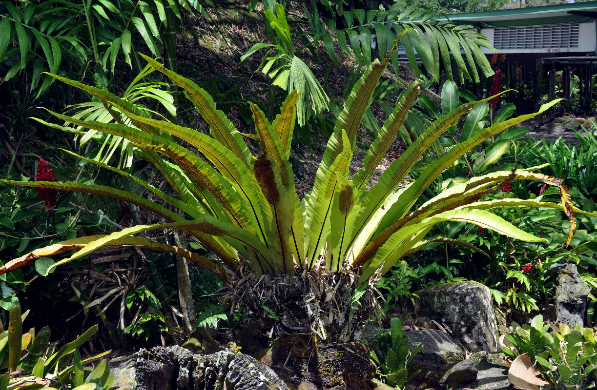 Image of Asplenium nidus specimen.