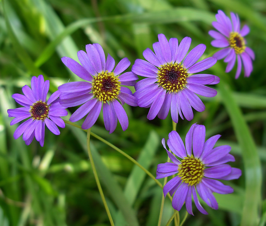 Изображение особи Brachyscome iberidifolia.