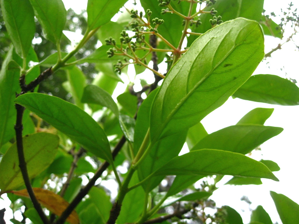 Image of Viburnum odoratissimum var. awabuki specimen.