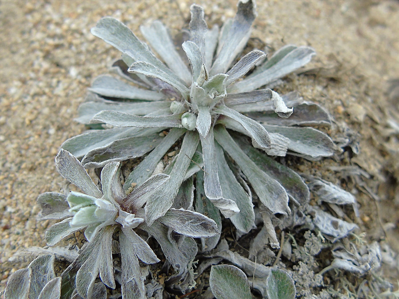 Изображение особи Antennaria dioica.