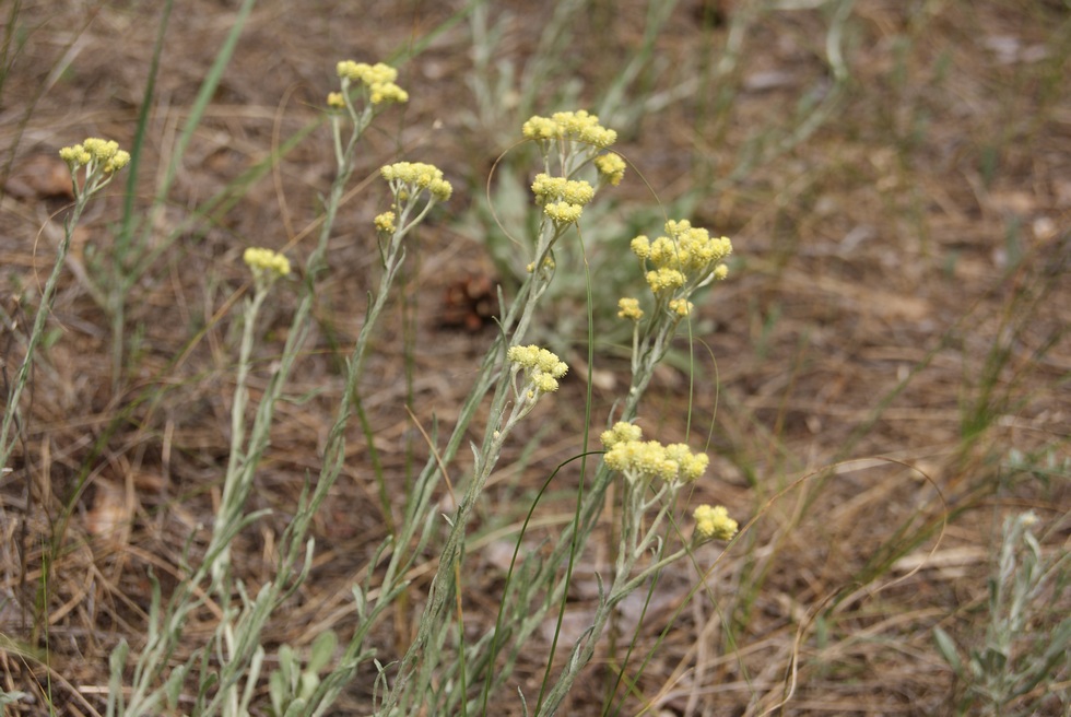 Image of Helichrysum arenarium specimen.