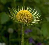 Doronicum pardalianches. Отцветающее соцветие. Пермь, Свердловский р-н, в озеленении двора. 20 июня 2017 г.