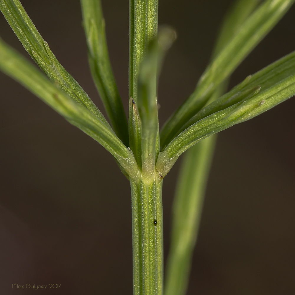 Изображение особи род Equisetum.