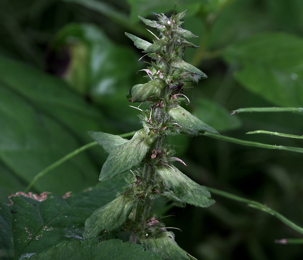 Image of Ajuga reptans specimen.