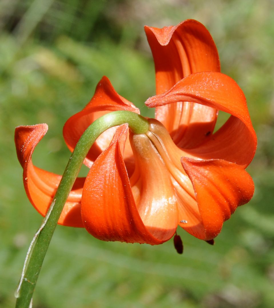 Image of Lilium chalcedonicum specimen.