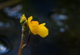 Utricularia &times; neglecta