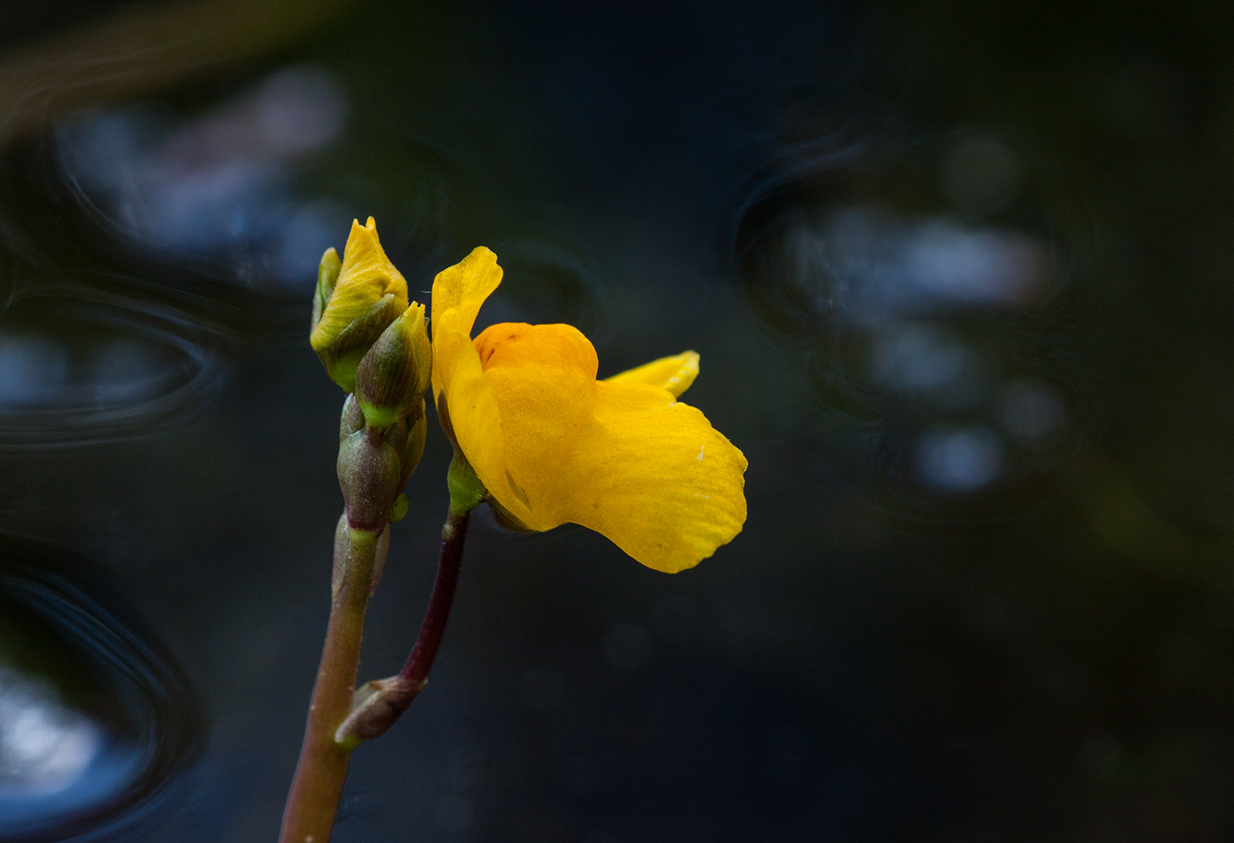 Image of Utricularia australis specimen.