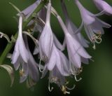 Hosta albomarginata