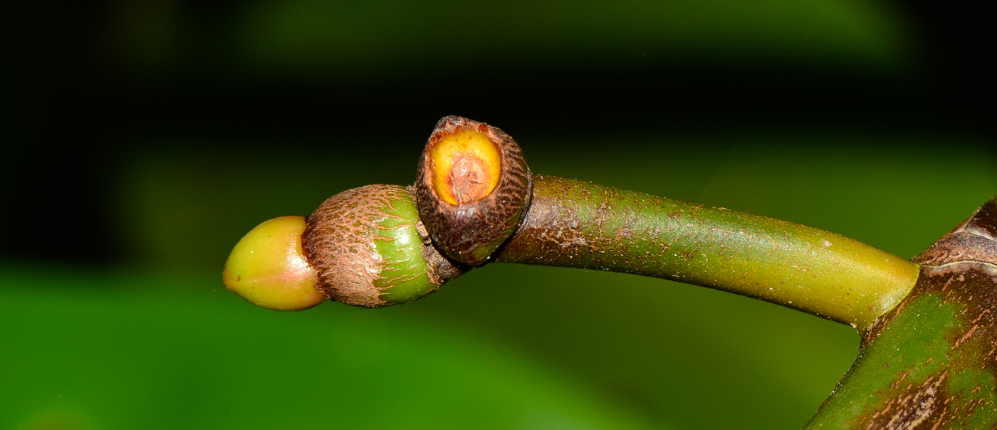 Image of Rhizophora mucronata specimen.