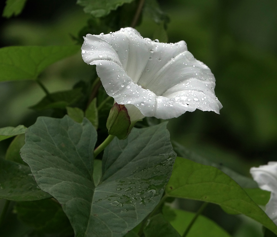 Изображение особи Calystegia sepium.