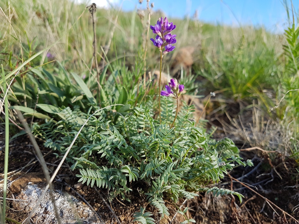 Image of Oxytropis filiformis specimen.