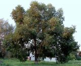 Populus tremula