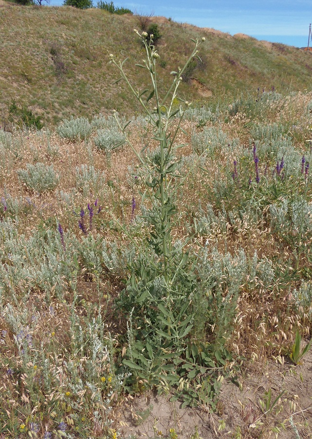 Изображение особи Centaurea salonitana.