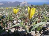 Tulipa sylvestris