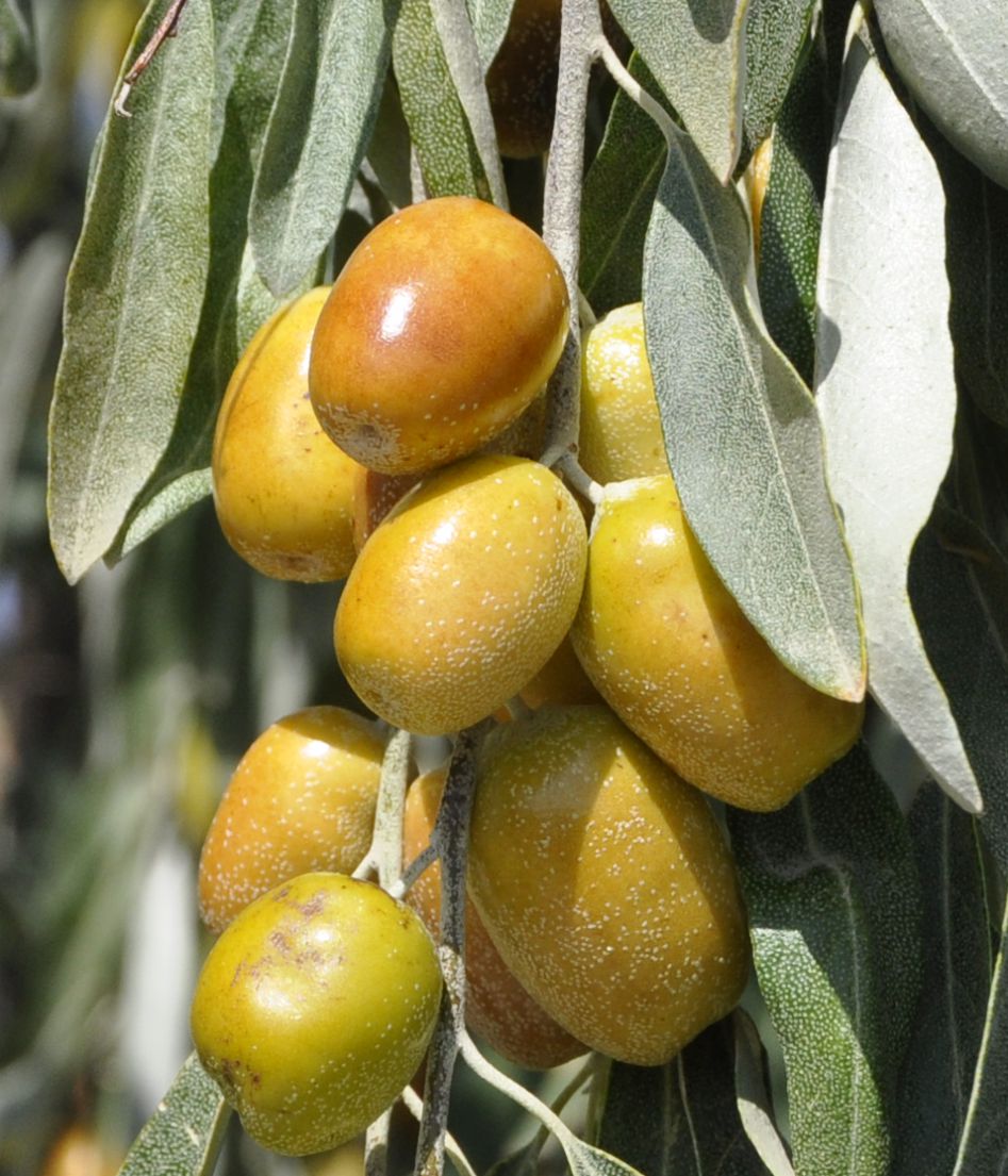 Image of Elaeagnus littoralis specimen.