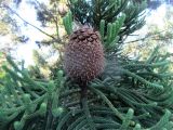Araucaria cunninghamii