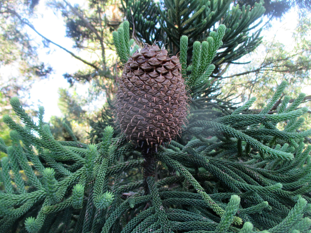 Изображение особи Araucaria cunninghamii.