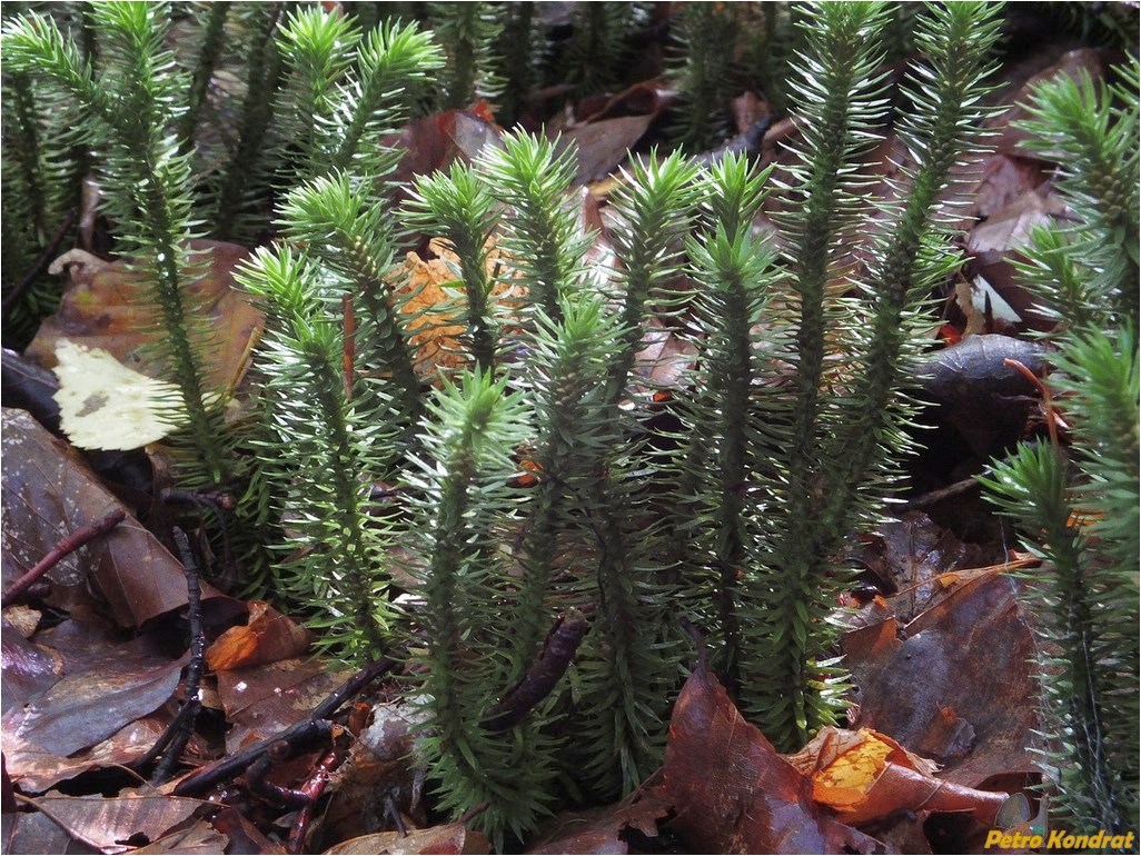 Image of Huperzia selago specimen.