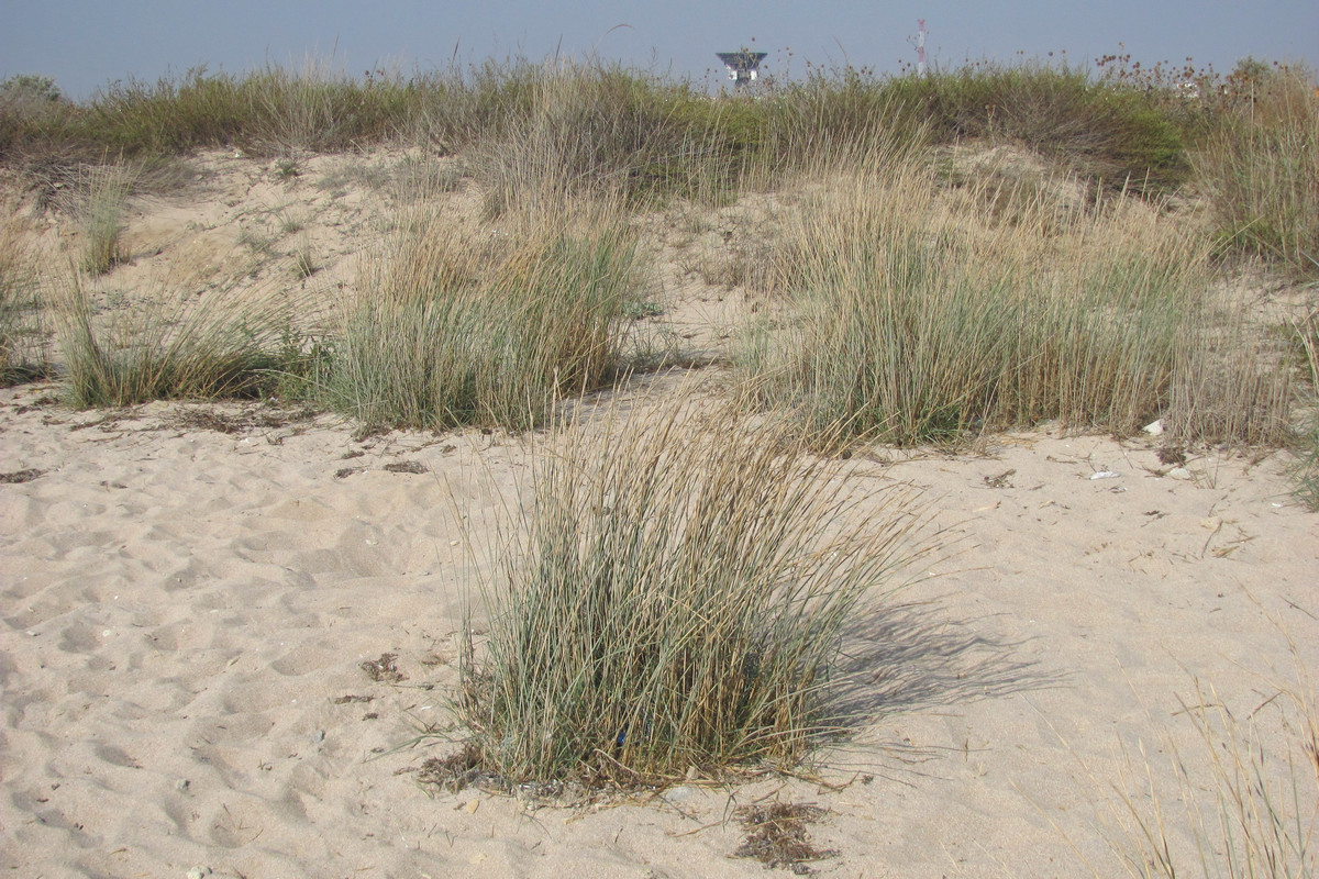 Image of Elytrigia bessarabica specimen.