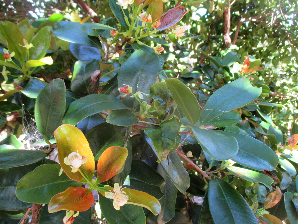 Изображение особи Eugenia brasiliensis.