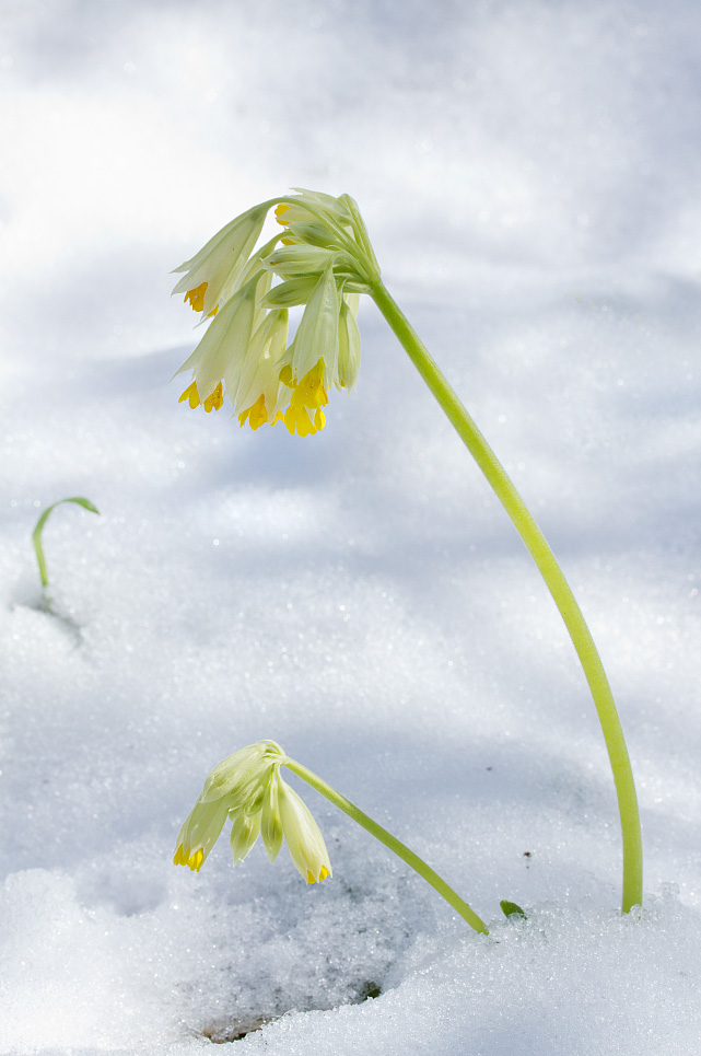 Image of Primula macrocalyx specimen.