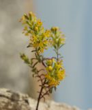 Orthanthella lutea