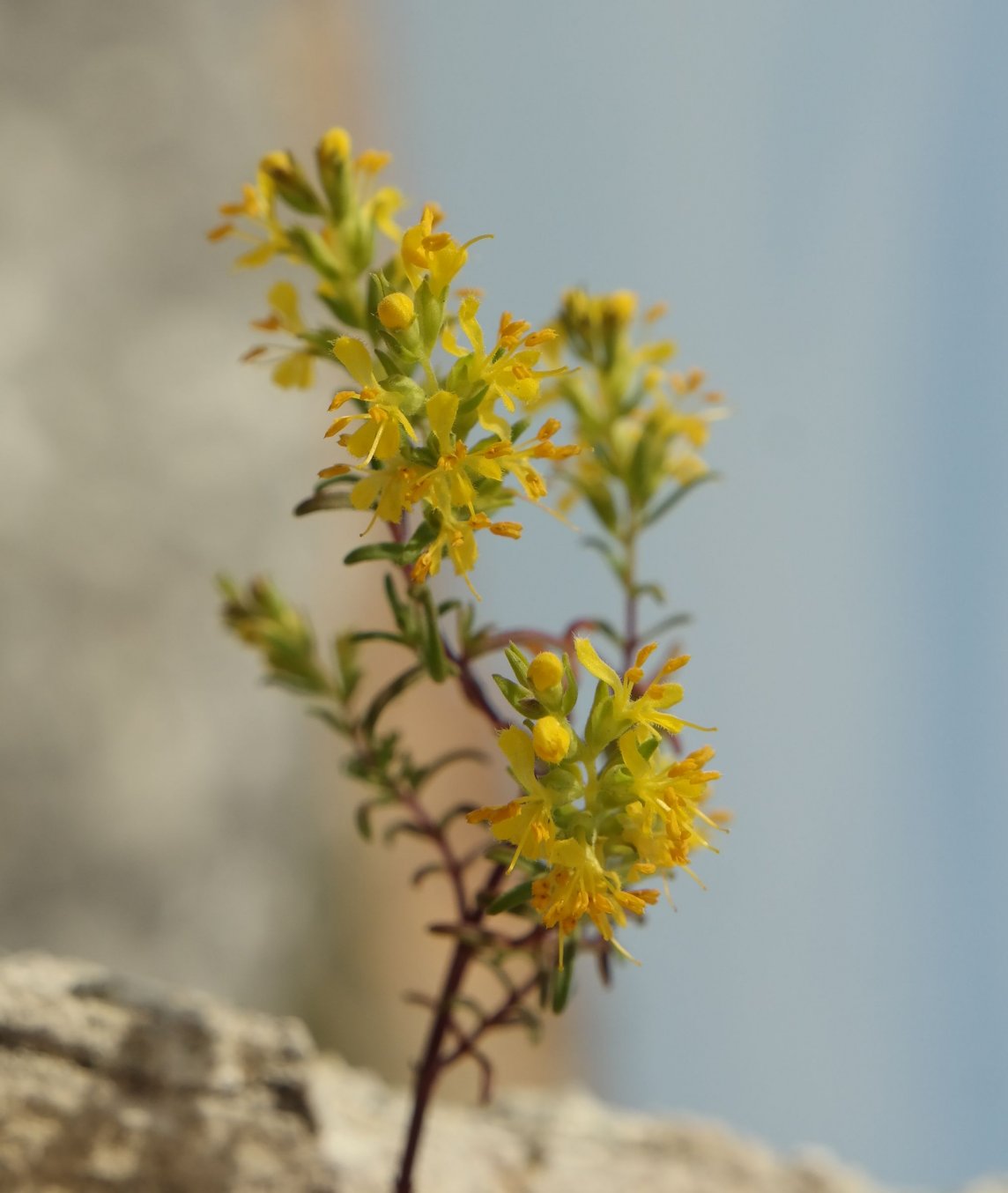 Image of Orthanthella lutea specimen.