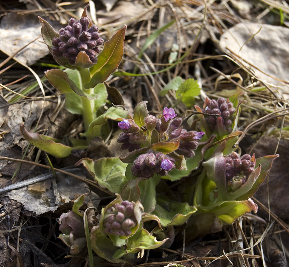 Изображение особи Pulmonaria obscura.