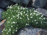 Stellaria ruscifolia. Цветущее растение. Магаданская обл., окр. г. Магадан, побережье бухты Гертнера, среди крупных камней на берегу. 26.07.2009.