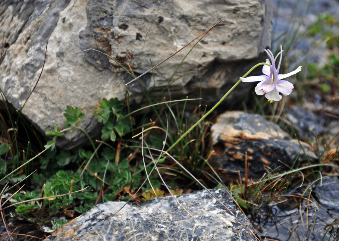 Изображение особи Aquilegia vicaria.