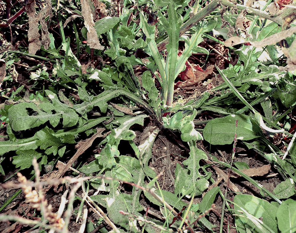 Изображение особи Centaurea iberica.