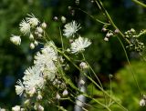 Thalictrum contortum. Верхушки побегов с соцветиями. Якутия, Алданский р-н, в 6 км выше по течению г. Томмот, левый берег р. Алдан. 27.06.2016.