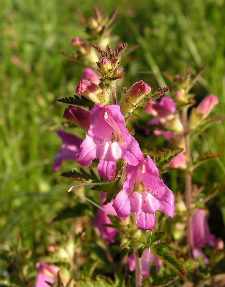 Изображение особи Phtheirospermum chinense.