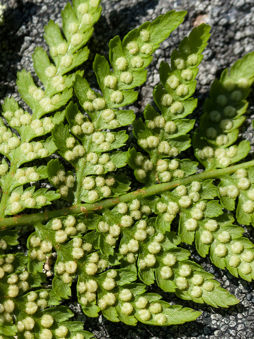 Image of Dryopteris assimilis specimen.