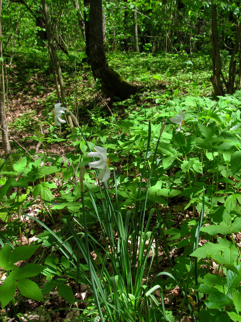 Image of Narcissus poeticus specimen.