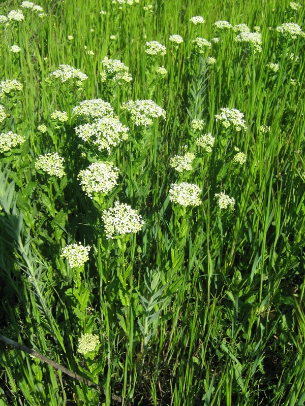 Изображение особи Cardaria draba.