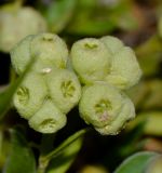 Valerianella vesicaria