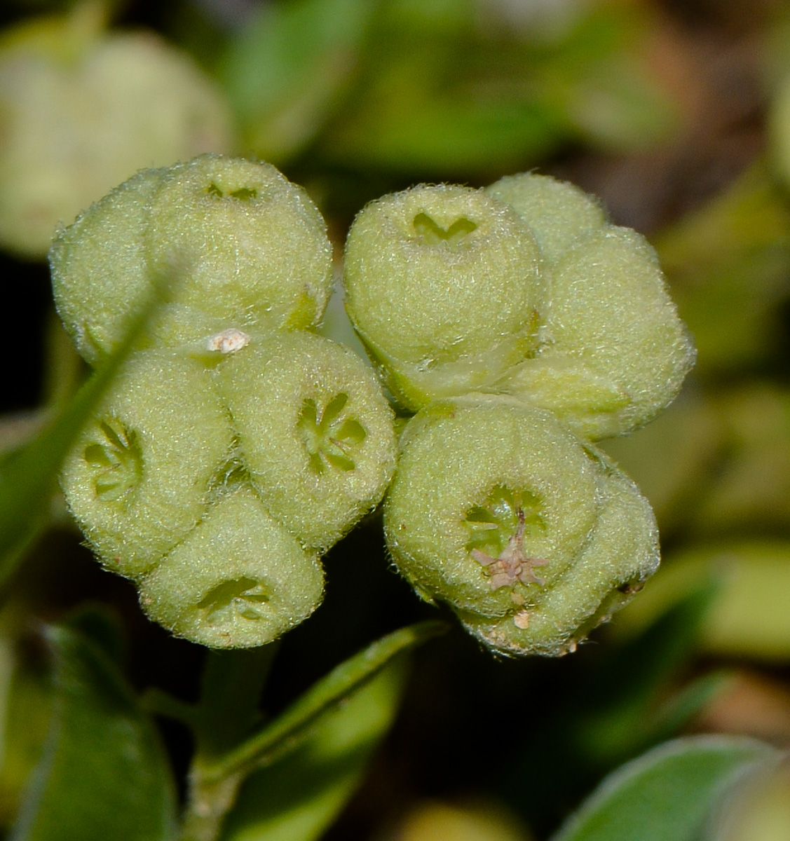 Image of Valerianella vesicaria specimen.