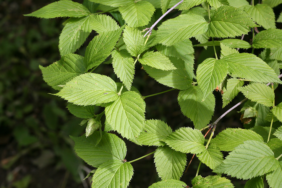 Image of Rhodotypos scandens specimen.