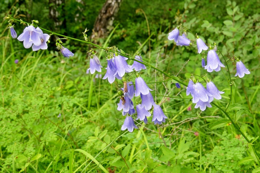 Изображение особи Adenophora lamarckii.