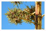 genus Agave. Пролифицированные ветви соцветия. Испания, Андалусия, провинция Гранада, г. Гранада, р-н Верхний Альбаисин, сухой луг. Январь.